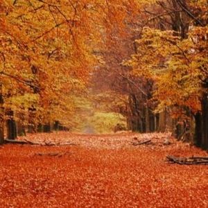 Meet your Posher, Dana jane saltzman